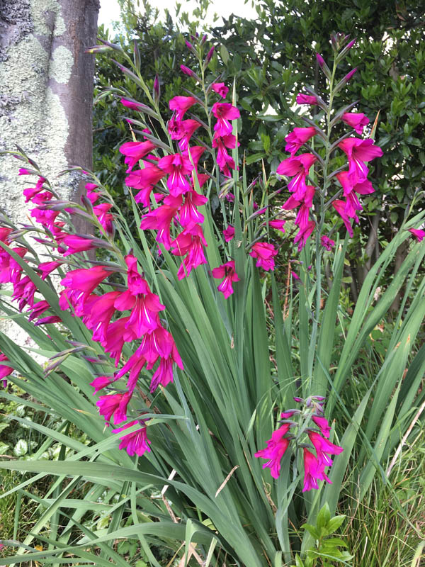 Gladiolus x byzantinus